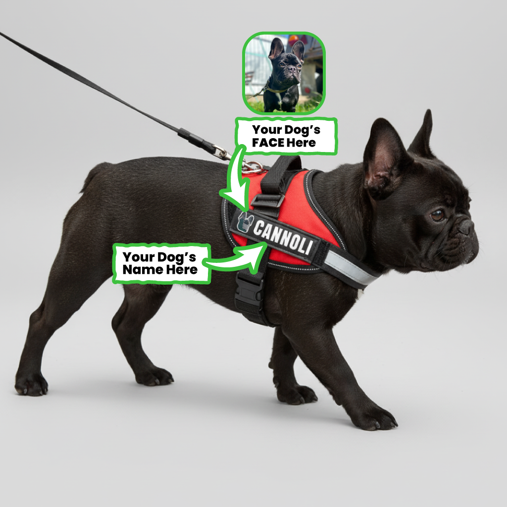 Secure-Fit Chex - Personalized French Bulldog Harness for Training