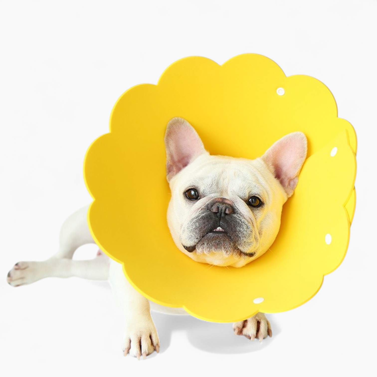 Collar – Soft Anti-lick Anti-bite Headgear Dog Supplies | Comfort Fit