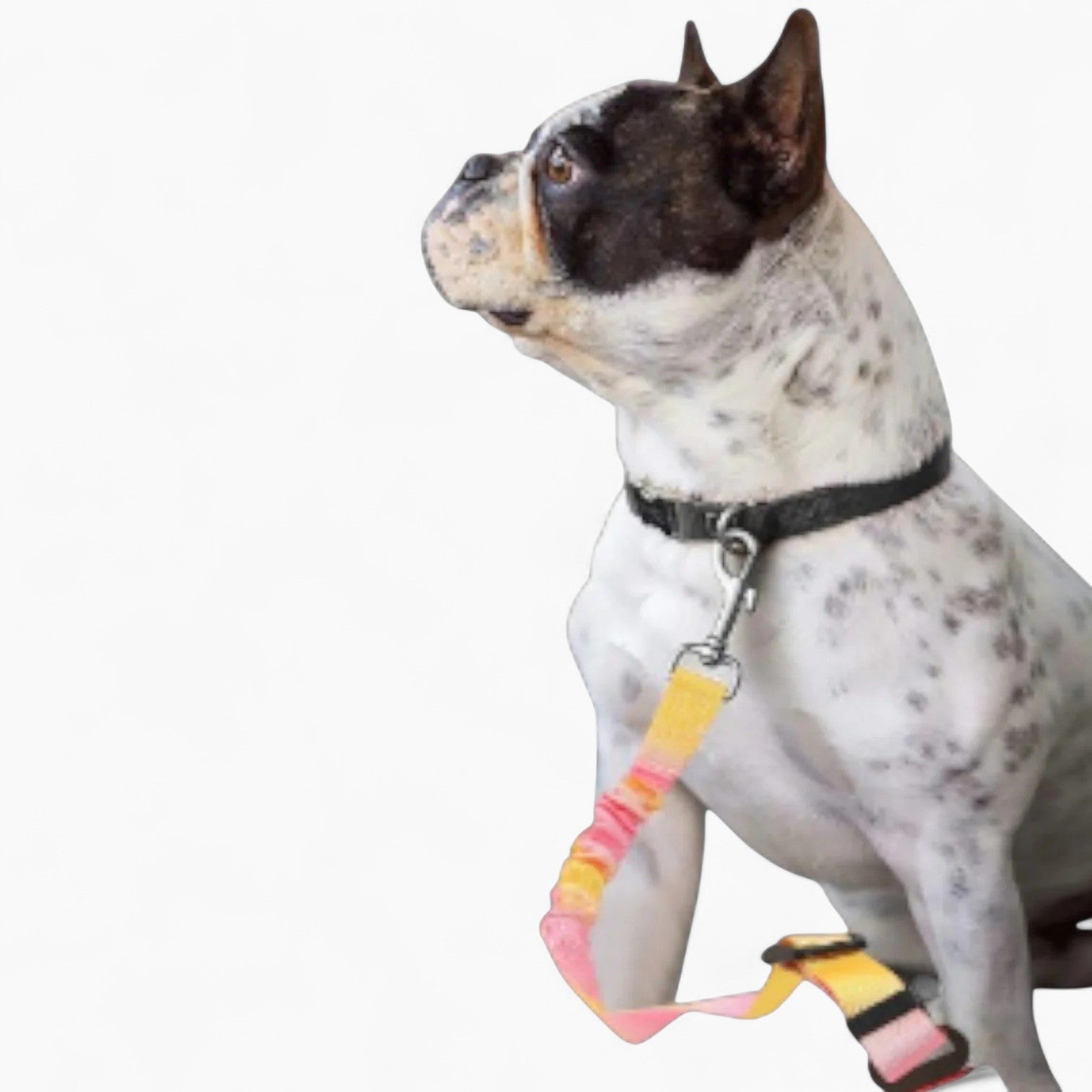 Car Safety Seat Belt – Adjustable Anti-rope Dog Seat Belt Dog Supplies