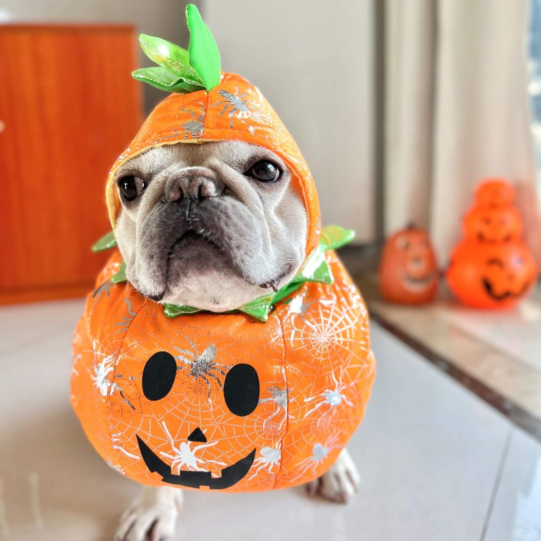Howlkin Frenchie Pumpkin Costume with Hat – Halloween Adjustable Dog Cosplay Outfit