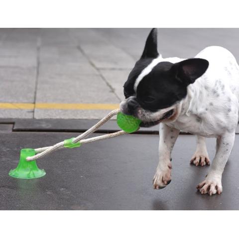 Suction - Warm Frenchie Tugtoy™ (ws38) For French Bulldogs
